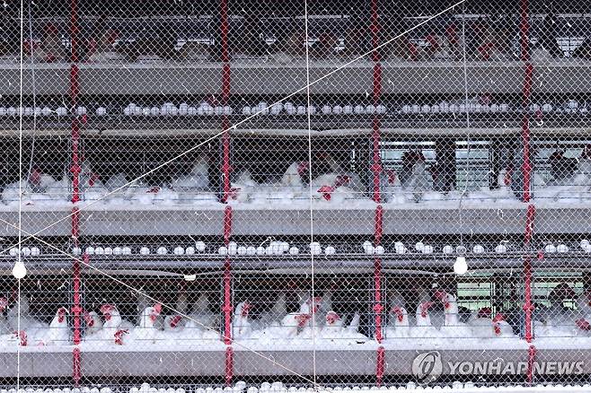 브라질 히우그란지두술 지역 양계시설 [로이터 연합뉴스 자료사진. 재판매 및 DB 금지]