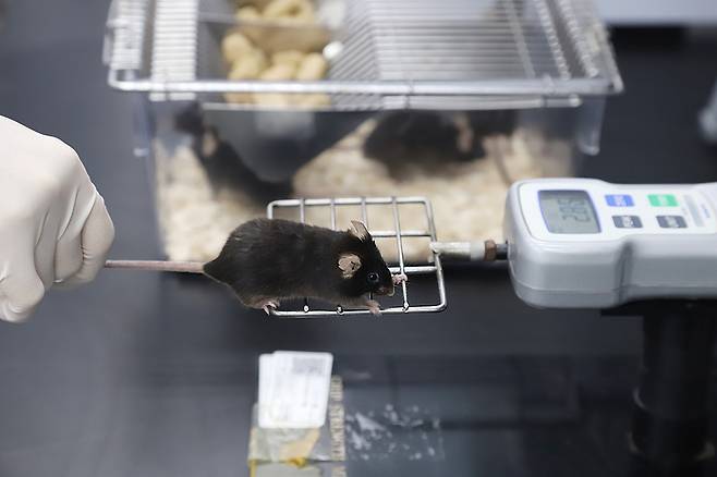 실험 쥐의 근육 힘 측정 [한국생명공학연구원 제공. 재판매 및 DB 금지]