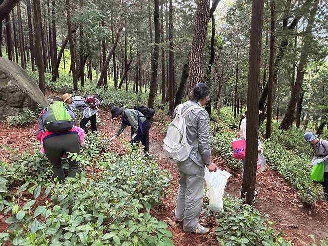 진해 녹차밭 [창원시 제공. 재판매 및 DB 금지]