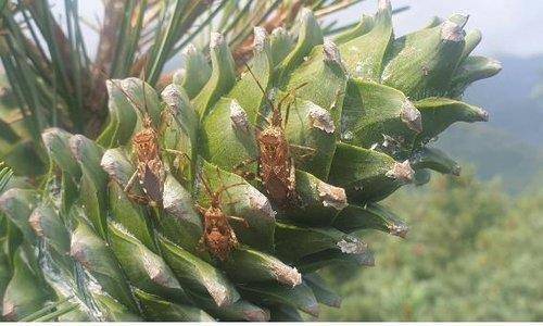 잣나무 해충 '소나무허리노린재' [가평군 제공. 재판매 및 DB 금지]