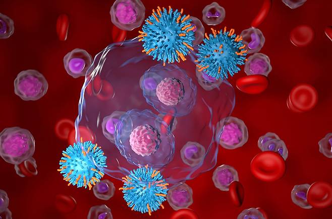 혈액암에 걸린 세포(붉은색)를 공격하는 CAR(키메라 항원 수용체)-T세포(파란색)의 상상도./Nemes Laszlo/Science Source
