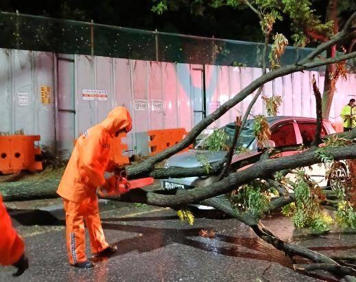 인천에 19일 밤부터 20일 오후까지 최대 159㎜의 많은 비가 내리면서 도로와 주택이 물에 잠기고 토사가 유출되는 등 피해가 속출했다. 사진은 도로 위에 쓰러진 나무. /인천소방본부 제공