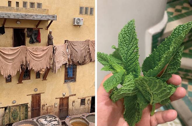 민트 잎은 무두질 공장의 고약한 염료 향으로부터 코를 보호하기 위한 장치다.