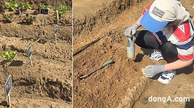 텃밭에서 농작물을 재배하고 있는 권 씨 아내.