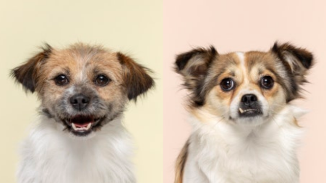 별님이와 꽃님이는 여전히 입양가족을 기다리고 있다. 동물자유연대 제공