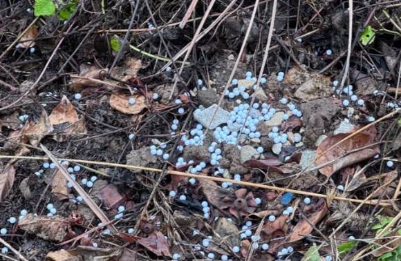 경남 거제에서 현역 해병대 군인 2명이 마당에 묶인 개 4마리에게 무차별적으로 '비비탄 총'을 쏴 경찰 조사를 받고 있다. 사진은 사건 현장에서 발견된 비비탄 총알. [사진=비글구조네트워크 인스타그램]