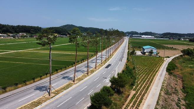 강릉시 남강릉나들목 명품 소나무 가로수길  전경. 강릉시 제공