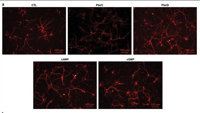 박길홍 명예교수 공동연구팀이 찾아낸 프테로신 D는 알츠하이머병의 핵심 원인을 직접 표적으로 삼아 인지기능과 기억력을 회복하고 신경세포를 재생했다. 사진은 신경세포 활성도를 비교한 모습./사진=해당 논문