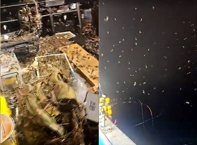 [서울=뉴시스] 제주 앞바다 낚싯배에 출몰한 된장잠자리 떼.(사진=JIBS 제주방송 보도 갈무리) *재판매 및 DB 금지