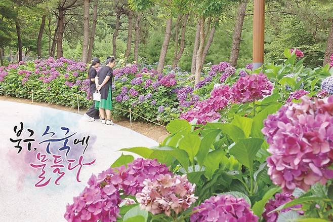 [부산=뉴시스] 부산 북구 '제1회 북구 트래블로드 수국 축제'. (사진=북구청 제공) 2025.06.20. photo@newsis.com *재판매 및 DB 금지