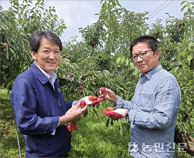 성기호 경북 김천 아포농협 조합장(왼쪽)과 농민 신도근씨가 이달말 수확을 앞둔 ‘대석’ 자두의 생육 상태를 살피고 있다.