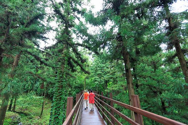 정남진 편백숲 우드랜드