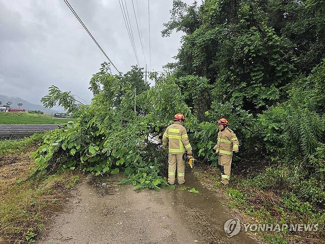 철원서 도로 위에 쓰러진 나무 (철원=연합뉴스) 강원 내륙을 중심으로 많은 비가 내린 20일 오전 철원군 갈말읍 지포리에서 나무가 쓰러져 도로를 막고 있다. 2025.6.20 [강원특별자치도소방본부 제공. 재판매 및 DB 금지] taetae@yna.co.kr