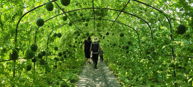 창원시 대산면 갈전리의 애플수박 체험농장.