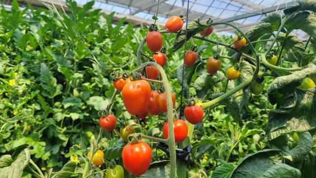 농장을 방문하면 애플수박과 미니토마토, 채소류 따기 등 다양한 프로그램을 체험할수 있다.