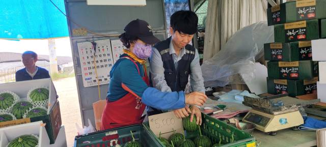 농장에서 수확한 애플수박을 판매하기도 한다.