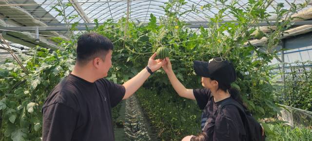 농장을 방문하면 애플수박과 미니토마토, 채소류 따기 등 다양한 프로그램을 체험할수 있다.