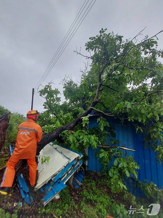 21일 오전 11시 3분께 전북 무주군 안성면에서 강한 비로 인해 나무가 창고 위로 쓰러졌다.(전북소방본부 제공. 재판매 및 DB금지)
