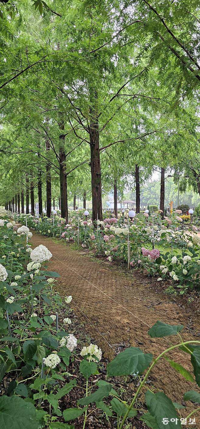 15년 전 심은 메타세쿼이아와 2년 전 심은 수국이 어우러지는 초전공원.