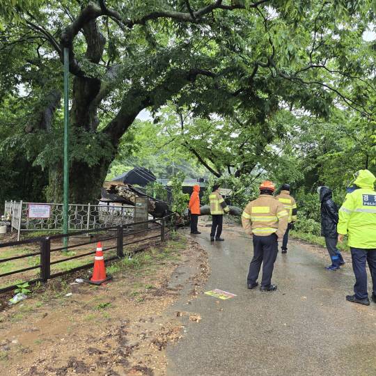 20일 오전 경기 고양시 덕양구 오금동에 있는 느티나무 가지가 부러져 길을 막아 관계 당국이 조치 중이다. 이 나무는 '가지를 꺾으면 혹이 생기는 나무'라는 별칭의 수령 500년이 넘은 느티나무로 알려졌다. [경기북부경찰청 제공]