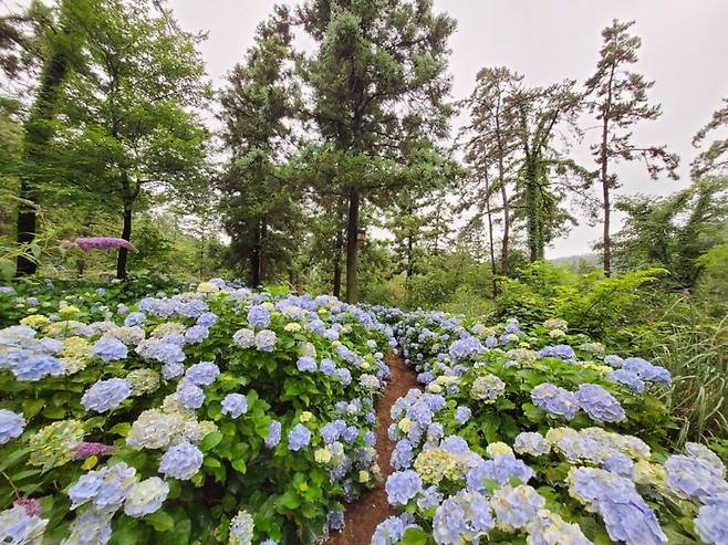 전남은 수국이 생육하기 좋은 조건을 갖춰 흰색, 분홍색, 파란색 등 형형색색의 화려한 꽃이 만발한다.