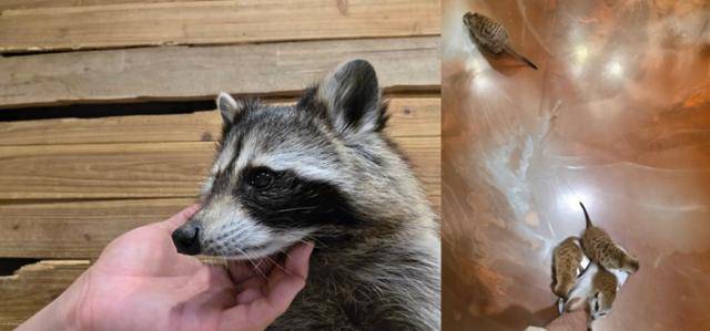 유예기간을 받은 야생동물카페는 야생동물 전시가 가능하지만, 만지기 등 동물 체험은 불가능하다. 사진은 6월 초 제보자가 서울 마포구 소재 동물카페를 방문해 동물과 접촉한 모습. 이를 제지하는 직원은 없었다는 게 제보자의 설명이다. 제보자 제공