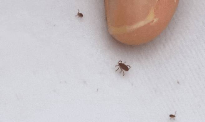 A씨가 찍은 진드기 사진./사진=TBC 뉴스 캡처