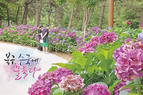 부산 북구 트래블로드 수국 축제 홍보 이미지. [사진=부산 북구]