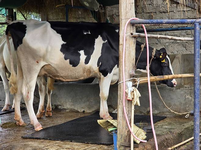 네팔 신둘리지구 카말라마이 시의 낙농마을에 있는 한국산 젖소의 모습. 이광식 기자