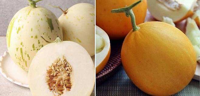 가야 도자기를 닮은 백자 멜론과 겉면이 노랗고 매끈한 양구 멜론. 함안농협쇼핑몰, 고령몰 제공.