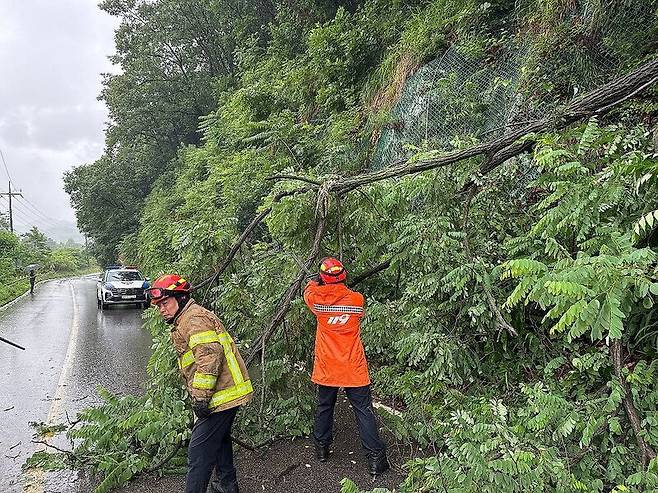 나무 전도(사진제공:강원특별자치도소방본부)