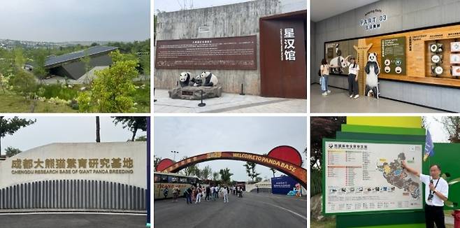 청두 자이언트 판다 번식연구기지 / 사진=홍지연 여행+ 기자