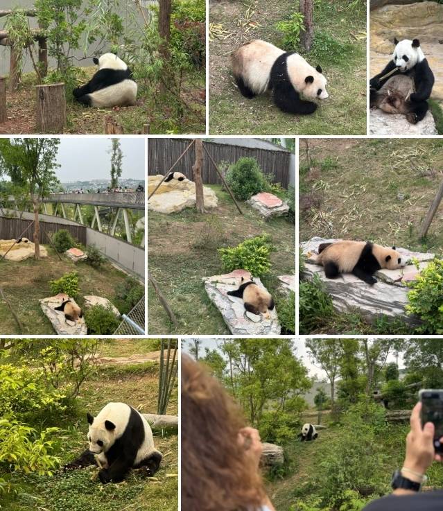 청두 자이언트 판다 번식연구기지 / 사진=홍지연 여행+ 기자