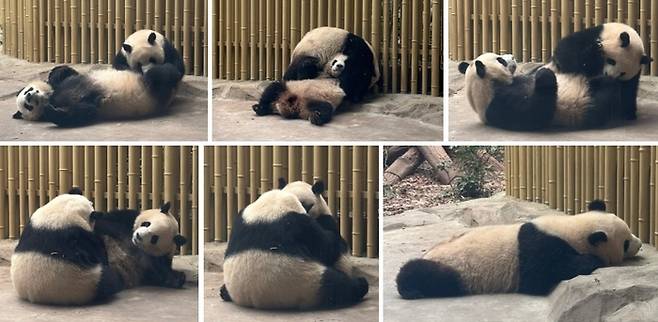 청두 자이언트 판다 번식연구기지 / 사진=홍지연 여행+ 기자