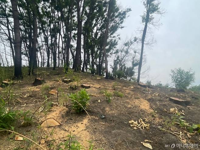 지난 13일 오전 경북 안동시 임하면의 한 산불피해 지역. 위험수목이 제거된 모습. /사진=박진호 기자