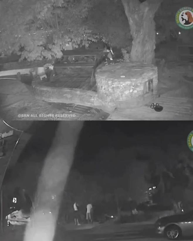 [뉴시스] CCTV 영상 갈무리 (사진=비글구조네트워크 인스타그램) *재판매 및 DB 금지