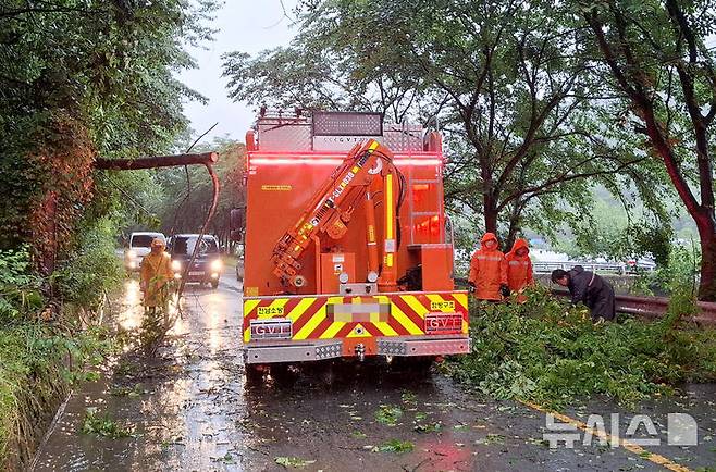[함평=뉴시스] 박기웅 기자 = 장맛비가 내리고 있는 21일 오전 6시40분께 전남 함평군 대동면 연암리 한 도로 위로 나무가 쓰러져 출동한 소방대원들이 안전 조치를 하고 있다. (사진 = 함평소방서 제공) 2025.06.21. photo@newsis.com *재판매 및 DB 금지