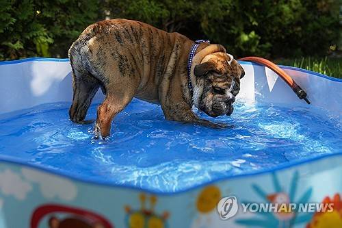 20일(현지시간) 미국 시카고의 한 가정집 마당 수영장에서 물놀이를 즐기는 불독 [AP 연합뉴스]