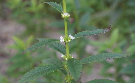 쉽싸리 풀은 약 1m 정도 자라며 여름에 하얗고 예쁜 꽃을 피운다. 사각형 모양의 줄기에는 흰 털이 나있다. 사진 = 국립수목원 홈페이지.