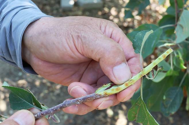우박 맞아 내부까지 멍이 든 사과나무 줄기 [촬영 이준영]