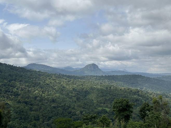 산림청 후원 에티오피아 커피 혼농임업 사업지 원경 (코체리<에티오피아>=연합뉴스) 김성진 기자 = 지난달 27일(현지시간) 에티오피아 남부 오로미아주 코체리 지구에서 한국 산림청이 후원한 커피혼농임업 사업지 원경 모습. sungjin@yna.co.kr 2025.6.21