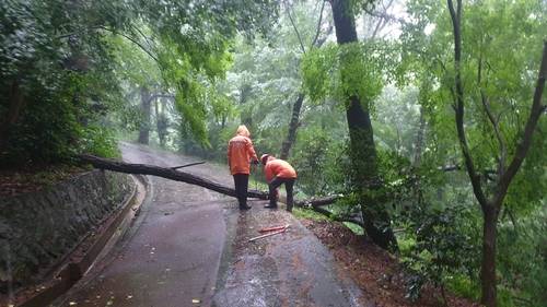 군산 월명공원 산책로 나무 제거  [전북자치도 소방본부 제공. 재판매 및 DB 금지]