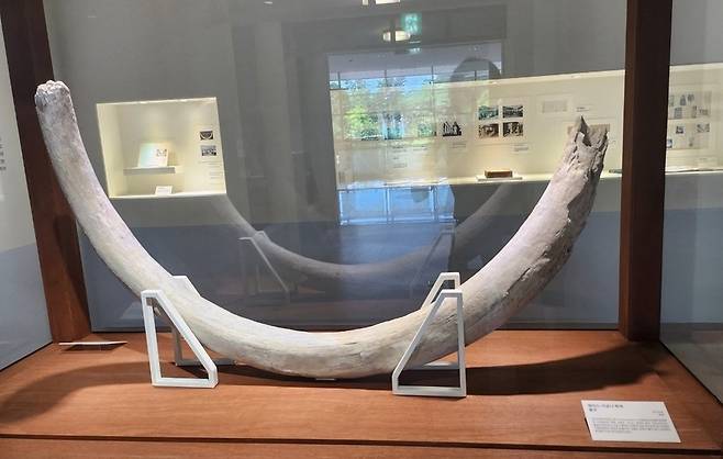 ▲ 매머드 어금니.