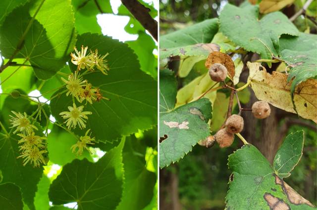 피나무 꽃과 열매