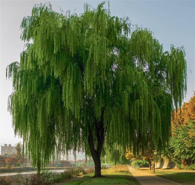 임창곤 작, '대구 신천 수양버들'