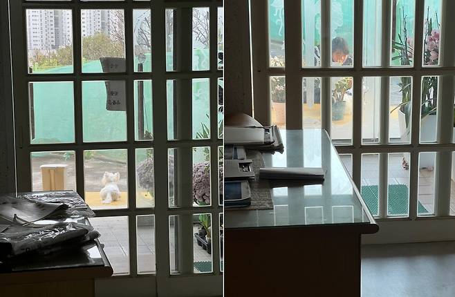 마당에 앉아있다 손님 맞는 까멍이(심서현 제공) ⓒ 뉴스1