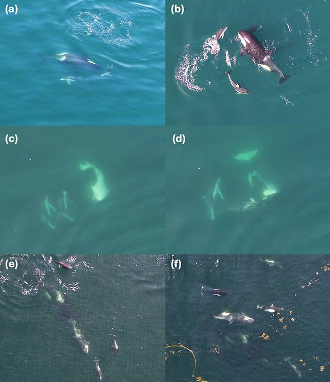 2018년 9월1일(a~d)과 2021년 7월8일(e~h), 북부 거주 범고래 새끼와 낫돌고래들이 사회적 행동을 보이고 있다. 비소나-켈리/오션와이즈 제공