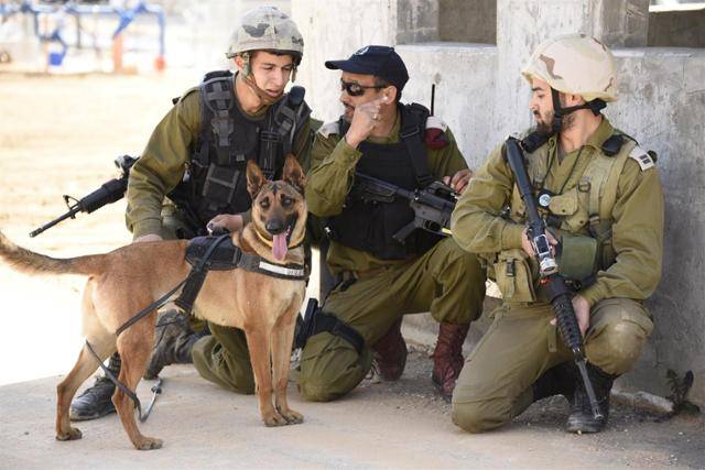 이스라엘-팔레스타인 분쟁 과정에서 이스라엘군이 군견을 동원해 팔레스타인 민간인을 공격하고 있다는 문제제기가 수년간 계속되고 있다. 이스라엘 방위군 엑스(X)