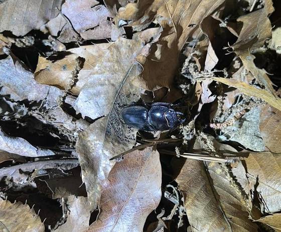 이지섭(15)군이 지난달 김포시 인근 야산에서 야간 채집 중 발견한 사슴벌레. 사진 독자