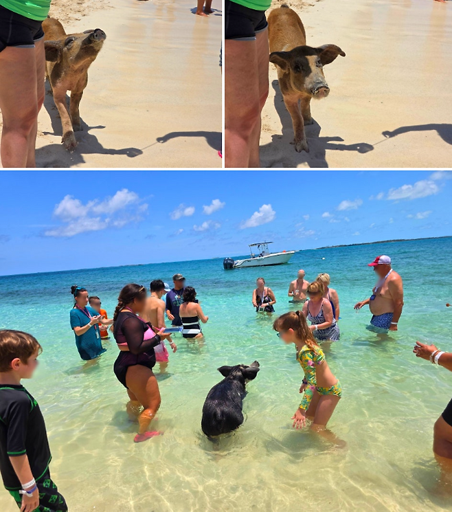 바다에서 수영하는 돼지와 놀고 있는 관광객들의 모습 / 사진=김혜성 여행+ 기자